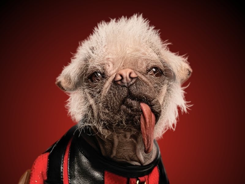 Peggy The Dog AKA Dogpool